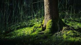 Beautiful Forest Wallpaper