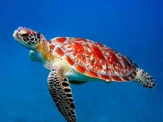Amazing Turtles Photo Collection HD Wallpaper Of Sea Turtle