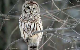 Owl Desktop Wallpaper19201200