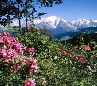 Flowers For Flower Lovers Sceneries Wallpaper