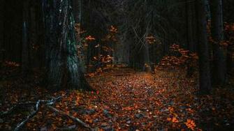 Nature Autumn Forest Wallpaper