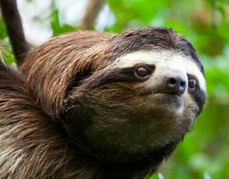 Sloth Wallpaper