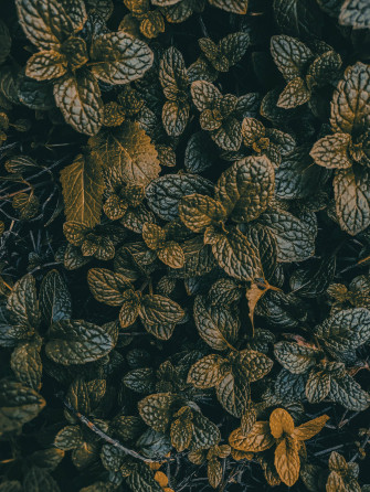 Top Dark Green Wallpaper Full HD 4k To Use