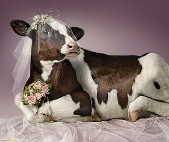 Cow HD Wallpaper Image For Full