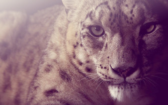 HD Wallpaper Of A Majestic Snow Leopard