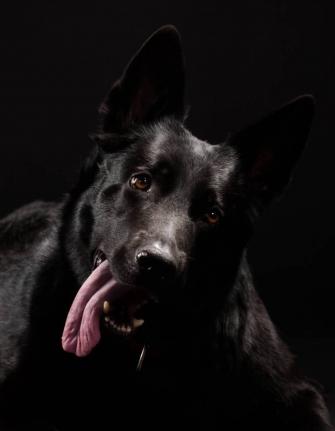 Black German Shepherd With Interesting Look On Background
