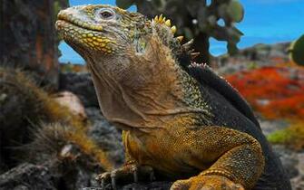 HD Wallpaper Reptiles