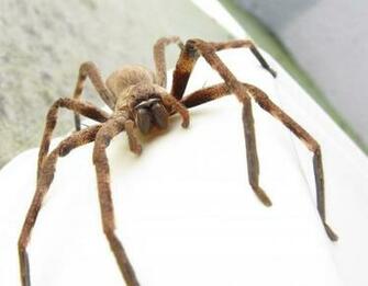 Scary Spider Moving HD Wallpaper Daily Background In