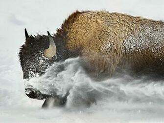 Buffalo HD Wallpaper 7wallpaper Net