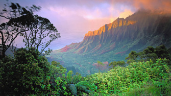 Jungle Wallpaper HD