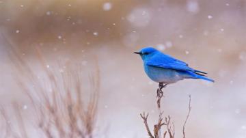 Bing Image Hello Harbinger Of Spring Wallpaper Gallery