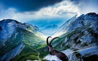 Alpine Ibex Wallpaper X Net