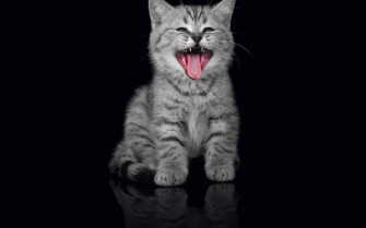 Cool Cat Wallpaper