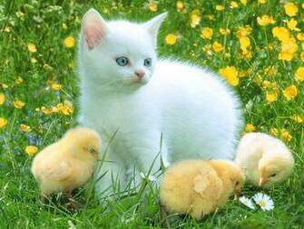 Wallpaper Pc Computer Nice Kitten And