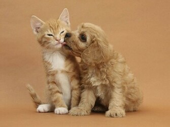 Cute Dog And Cat Dogs Wallpaper