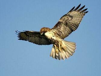 Raptor Pictures Owl Wallpaper National Geographic