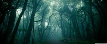 Dark Woods Fog Ultra HD Desktop Background Wallpaper For 4k UHD