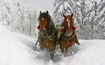 Wassail Weekend At Billings Farm Museum The Woodstock Inn And
