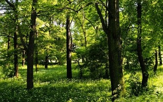 Plants Trees Wallpaper