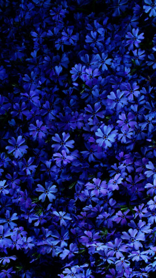 Blue Flowers Wallpaper