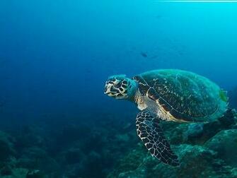 Ocean Deep Life Deluxe Wallpaper