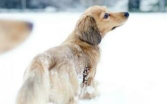 Winter Snow Animals Dogs Pets HD Desktop Wallpaper