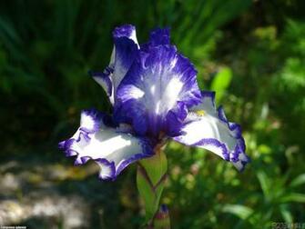 Iris Flower Wallpaper Weddingdressin