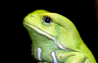 Cute Frog New Photos