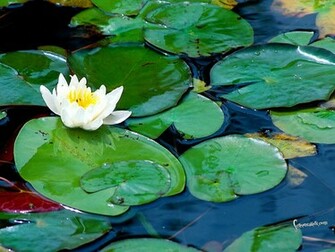 Lily Pad