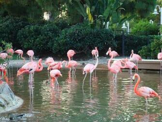 Pink Flamingos HD Wallpaper General