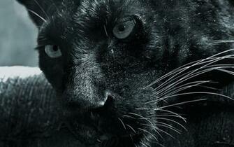 Puma Resimleri Kara Fotograf Wallpaper