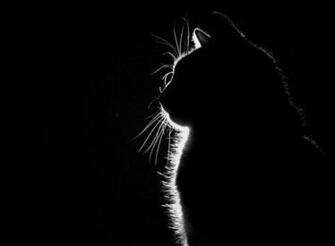 Cats Silhouette Sitting HD Wallpaper Animals Zoo
