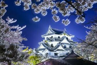Wallpaper Hikone Japan Castle Spring Cherry