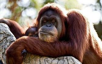 Orangutan Computer Wallpaper Desktop Background