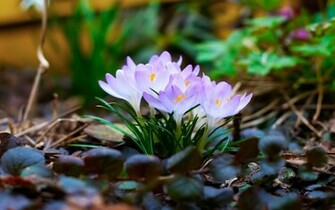 Pretty Nature Desktop Background Wallpaper HD