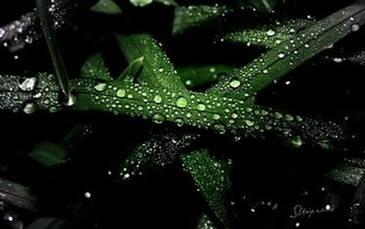 Wallpaper Plant Windows
