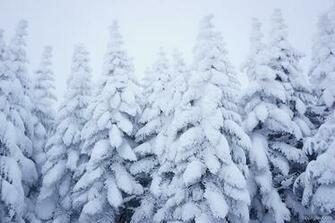 Snow Pine Trees Wallpaper Christmas HD Appraw