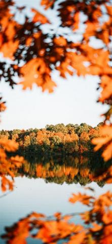 Trees Beside Calm Body Ofwater Leaf Tree Nature Fall Sky