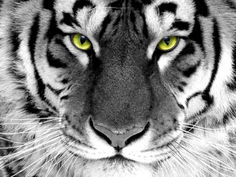 Wallpaper White Tiger