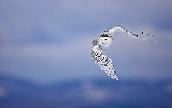 Flying Owl HD Wallpaper Live Hq Pictures Image