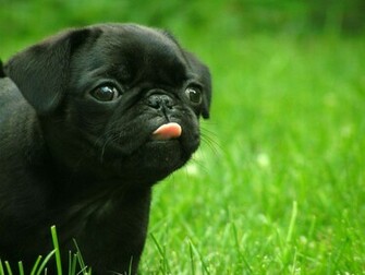Pug Dogs Full HD Wallpaper