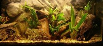 Aquarium Background Pictures