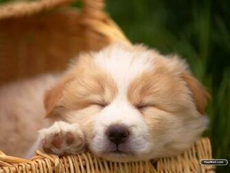 Cute Dog Wallpaper Photo Desktop