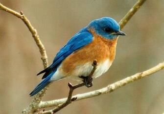Blue Bird Wallpaper