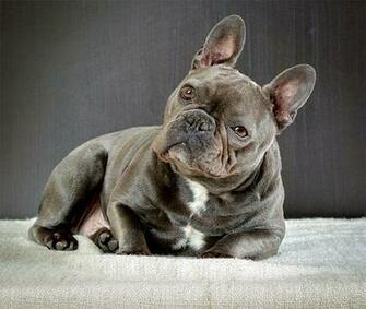 French Bulldog Wallpaper Animal Hq