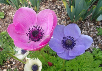 Anemone Flower Wallpaper