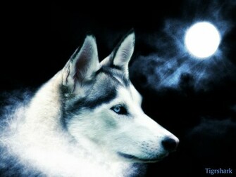 HD Grey Wolf Wallpaper Desktop