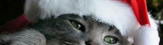 Christmas Cat Delivered HD Wallpaper New Year