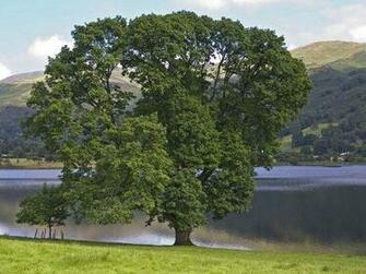 Summer Tree And Lake Desktop Wallpaper Arbre