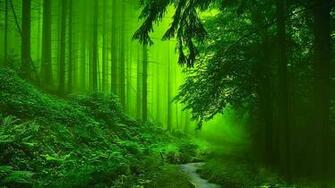 Bonsai Tree Nature HD Wallpaper iPhone Forest Beautiful
